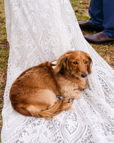 Sam the best dog taking train rides with mum at the vien grove mudgee wedding venue with a collar by Mudgee monkey wedding and event florist